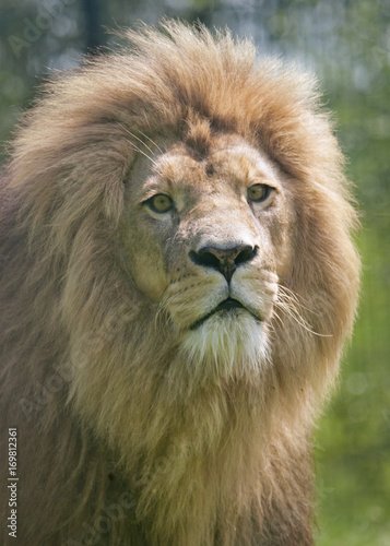Fototapeta Naklejka Na Ścianę i Meble -  Male lion