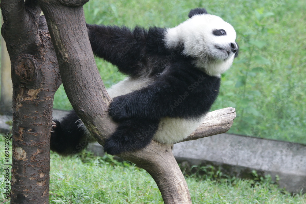 Fototapeta premium Baby Panda are having fun with the enrichment on the Playground, Chongqing, China