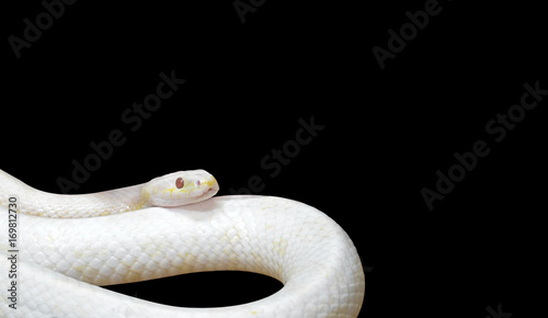 Albino Black Rat Snake Coiled on Black Background, Clipping Path