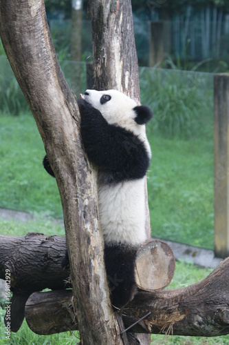 Fototapeta Naklejka Na Ścianę i Meble -  Baby Panda are having fun with the enrichment on the Playground, Chongqing, China