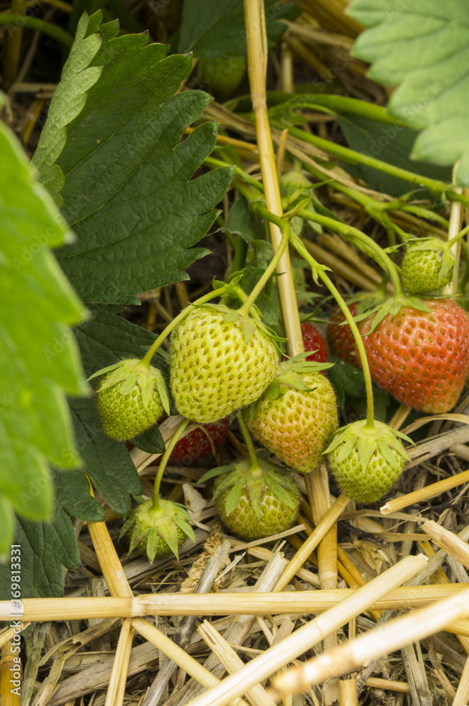 Erdbeeren Pflanze Erdbeeren Pflanze