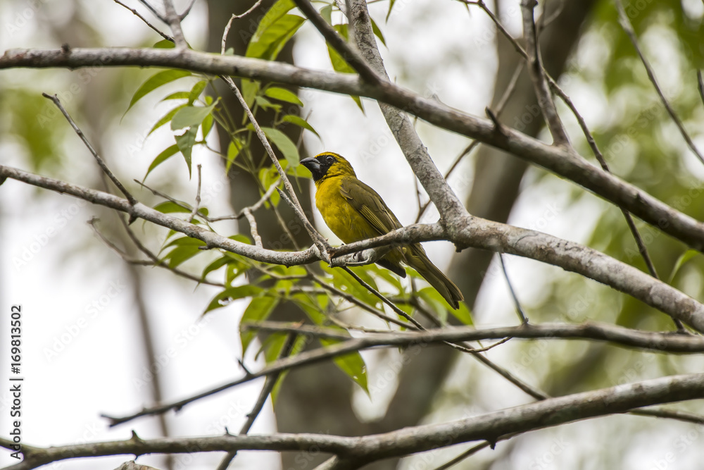 Furriel (Caryothraustes canadensis) | Yellow-green Grosbeak photographed in Linhares, Espírito Santo - Southeast of Brazil. Atlantic Forest Biome. Furriel (Caryothraustes canadensis) | Yellow-green Grosbeak photographed in Linhares, Espírito Santo - Southeast of Brazil. Atlantic Forest Biome.