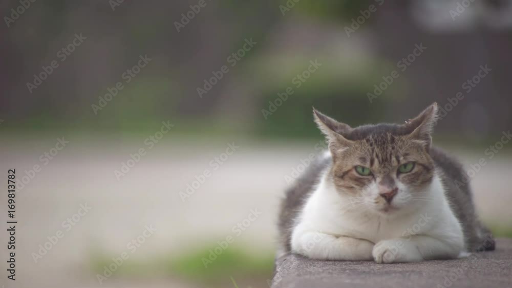Tabby cat sitting in a park bench Tabby cat sitting in a park bench