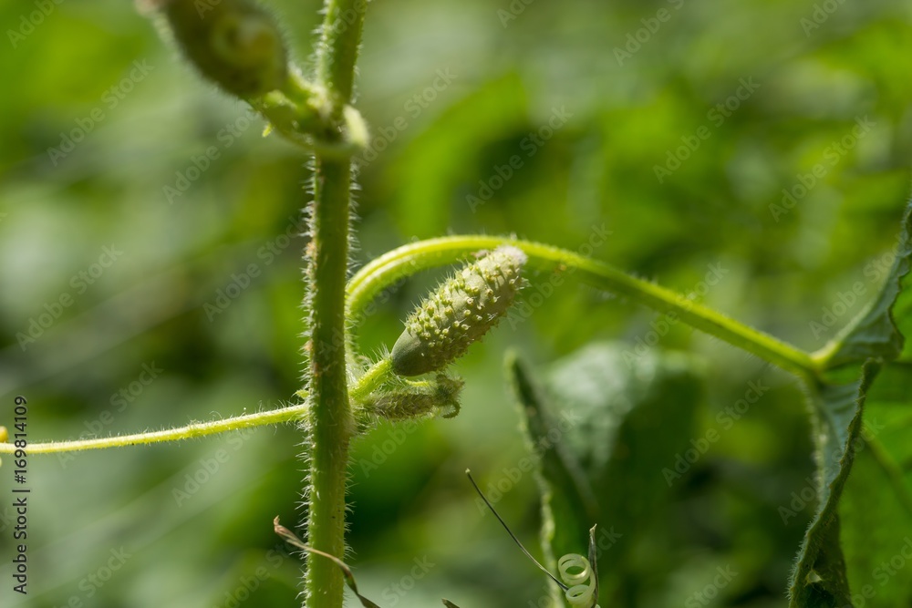Small cucumber growing on twig Small cucumber growing on twig