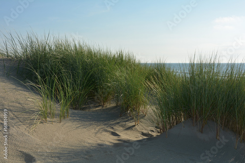 Sand D  nen mit  Strandhafer an der Nordsee 