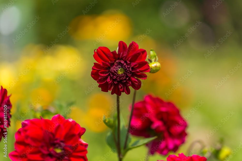 Beautil red dahlia flowers Beautil red dahlia flowers
