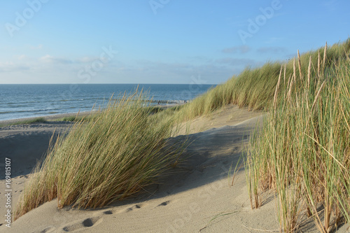 Fototapeta Naklejka Na Ścianę i Meble -  Sand Dünen mit  Strandhafer an der Nordsee in Holland