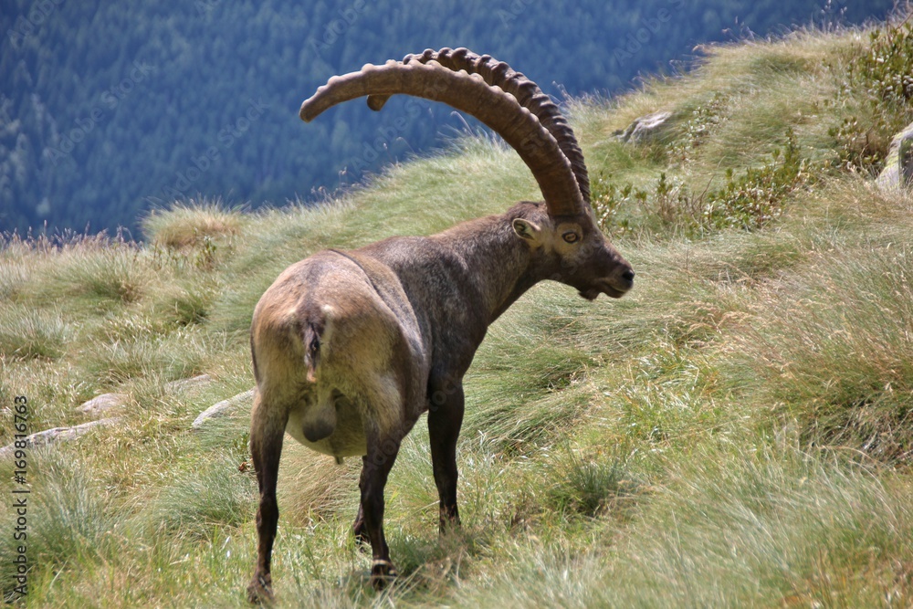 Old male steinbock, Orobie Alps, Lombardy, Italy