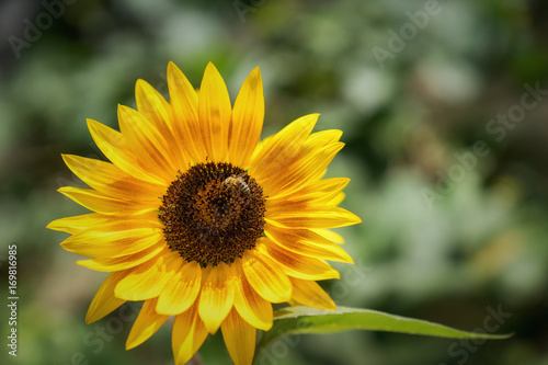 einzelne Sonnenblume im Sonnenlicht