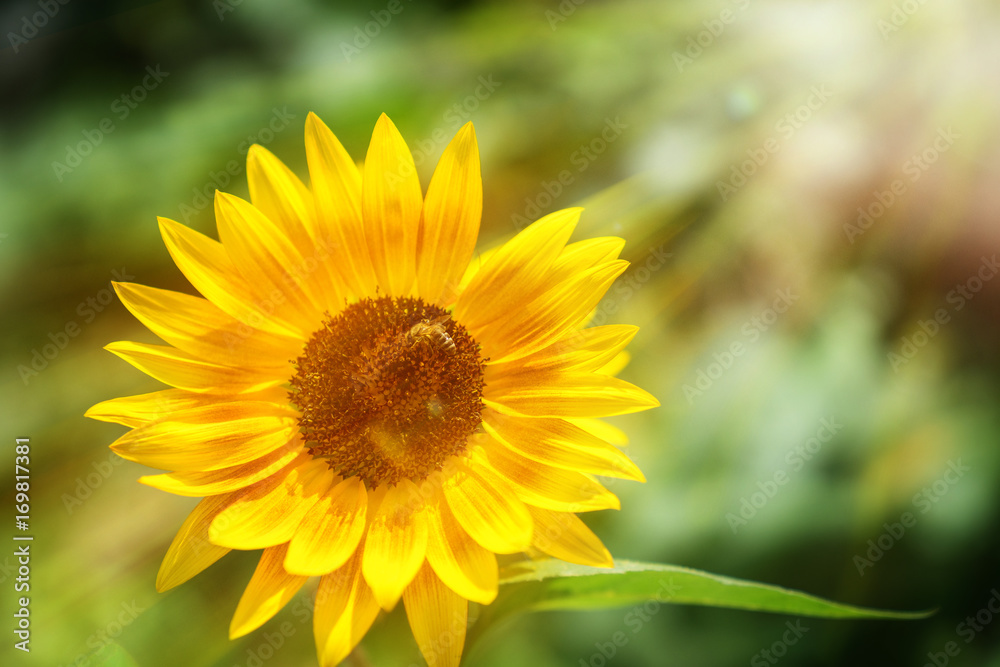 einzelne Sonnenblume im Sonnenlicht einzelne Sonnenblume im Sonnenlicht