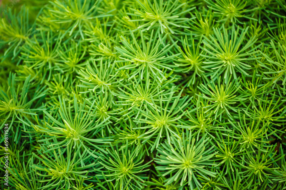 Euphorbia cyparissias closeup. Twigs of a small fir tree. Natural texture. Euphorbia cyparissias closeup. Twigs of a small fir tree. Natural texture.