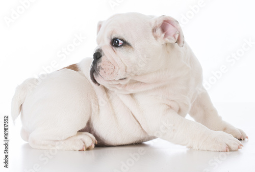 male bulldog puppy