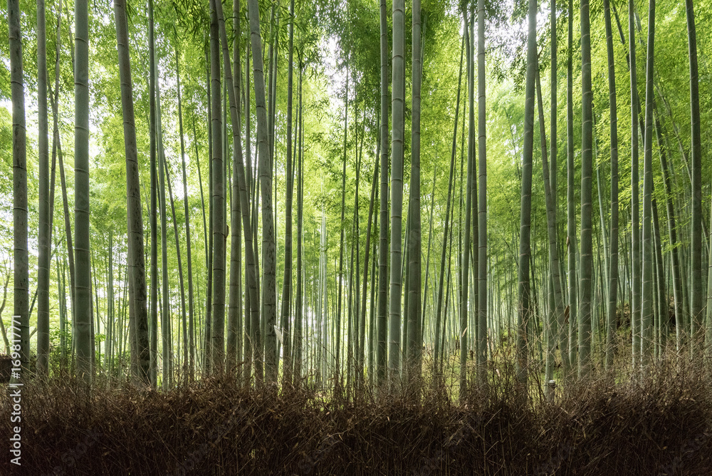 Obraz premium Arashiyama Bamboo Forest w Kioto