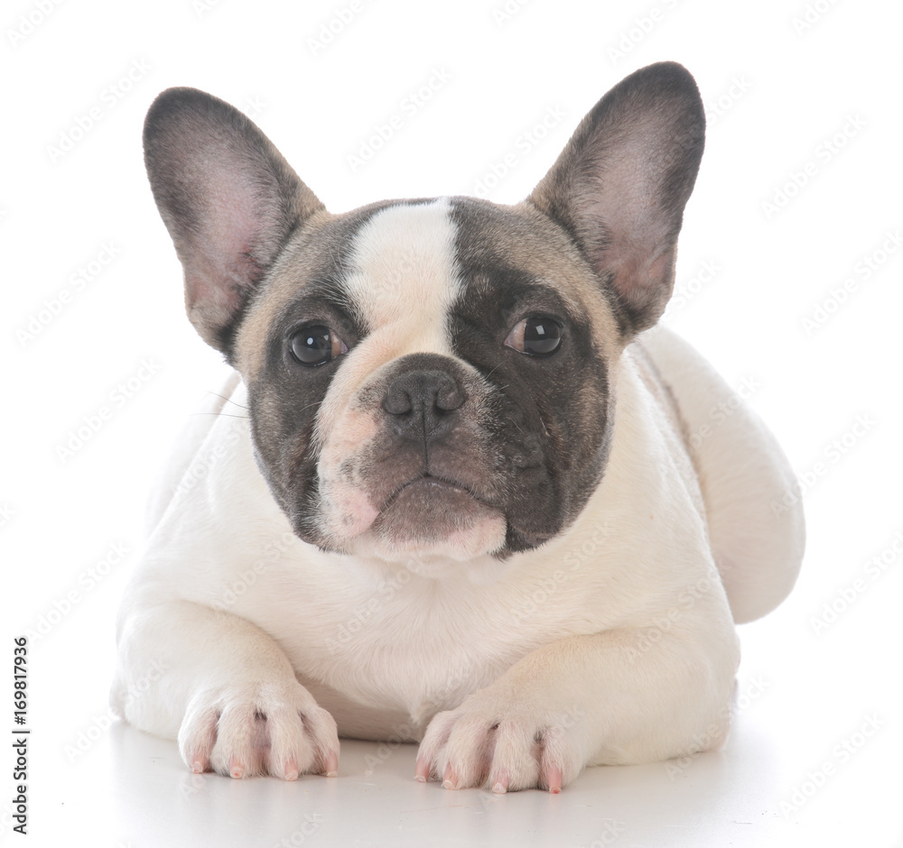 female french bulldog puppy