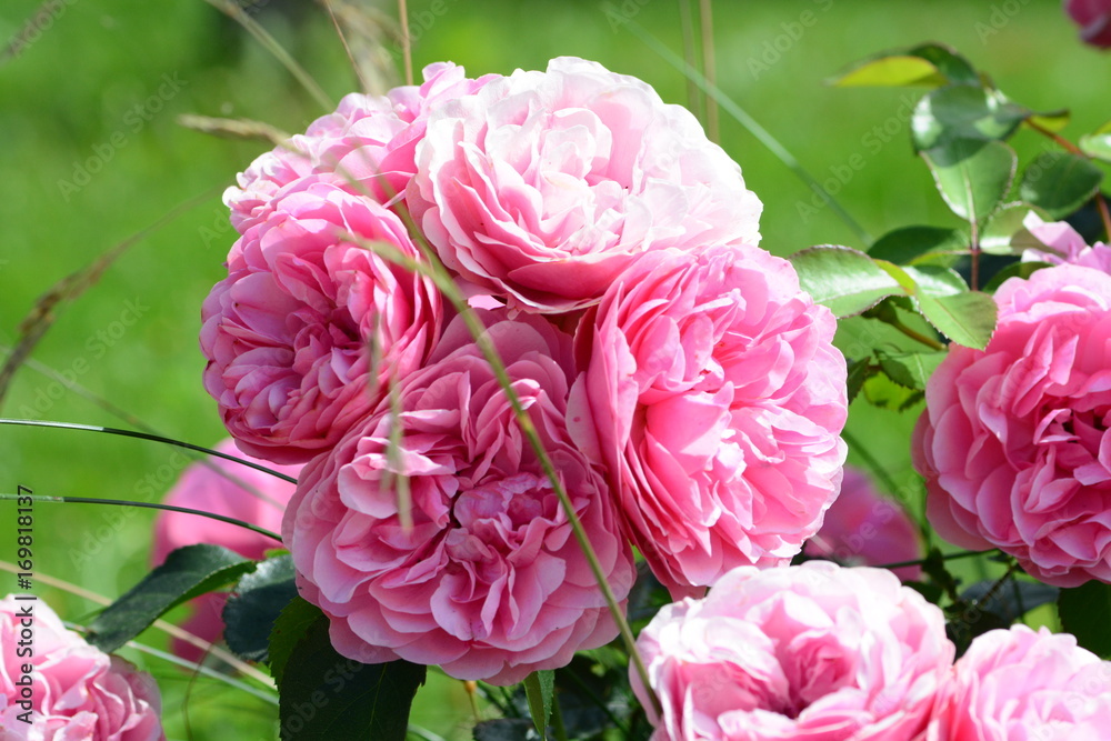 Pink bouquet of roses Pink bouquet of roses