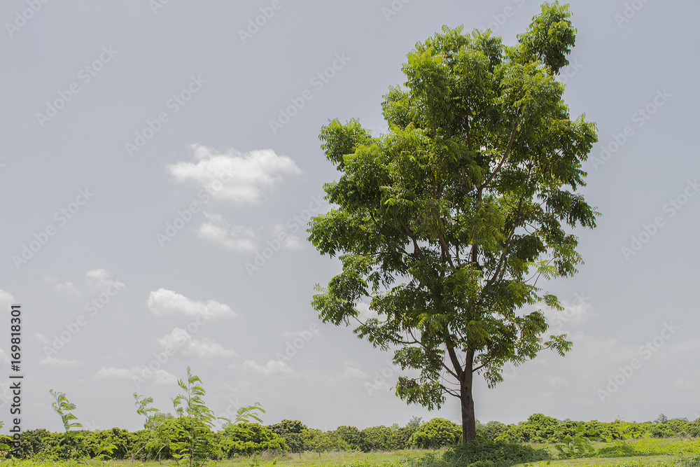 Obraz premium Lonely tree on the meadow.
