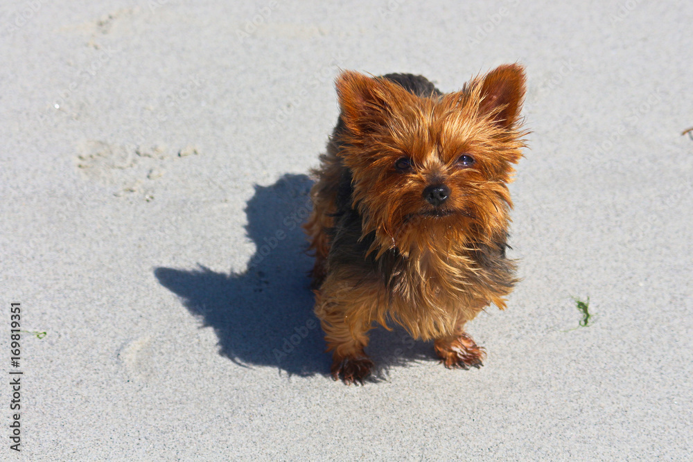 yorkshire StockFoto Adobe Stock