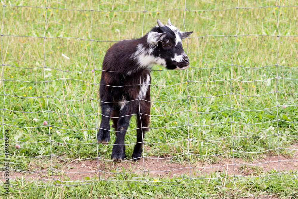 Little baby of goat Little baby of goat