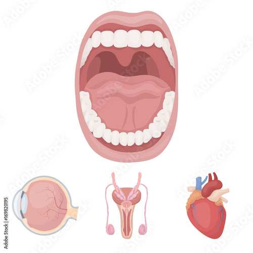 Male system, heart, eyeball, oral cavity. Organs set collection icons in cartoon style vector symbol stock illustration web.