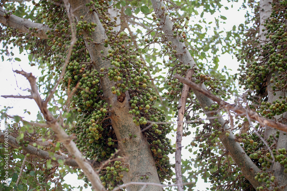 Obraz premium Wild Fig