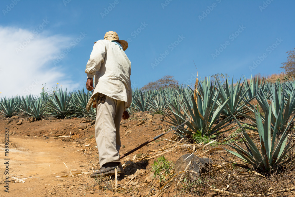 Finalizando la jornadaen el agave para el tequila. Finalizando la jornadaen el agave para el tequila.
