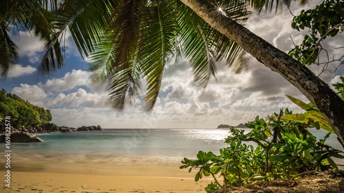 Palm tree on a lonely beach in the Seychelles