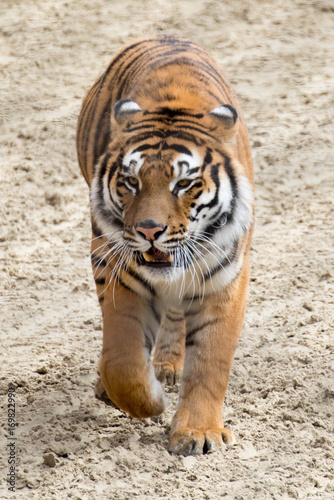 Tiger Walking