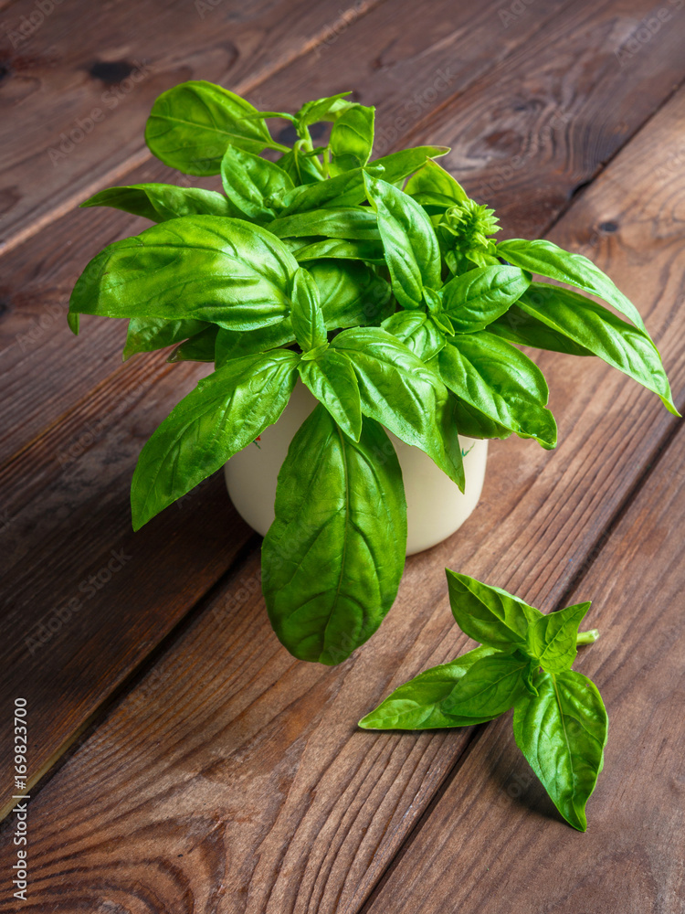 Basil fresh aromatic herb spice for italian vegetarian salads on a wooden dark background in rustic style with copy space Basil fresh aromatic herb spice for italian vegetarian salads on a wooden dark background in rustic style with copy space