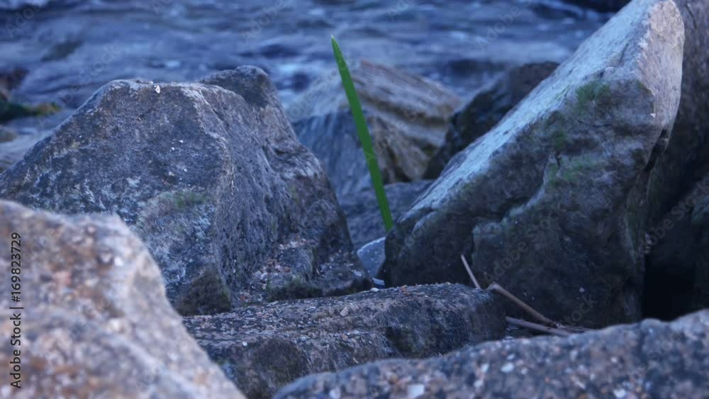The sprout of a plant moves at the wind in stones on the seashore The sprout of a plant moves at the wind in stones on the seashore