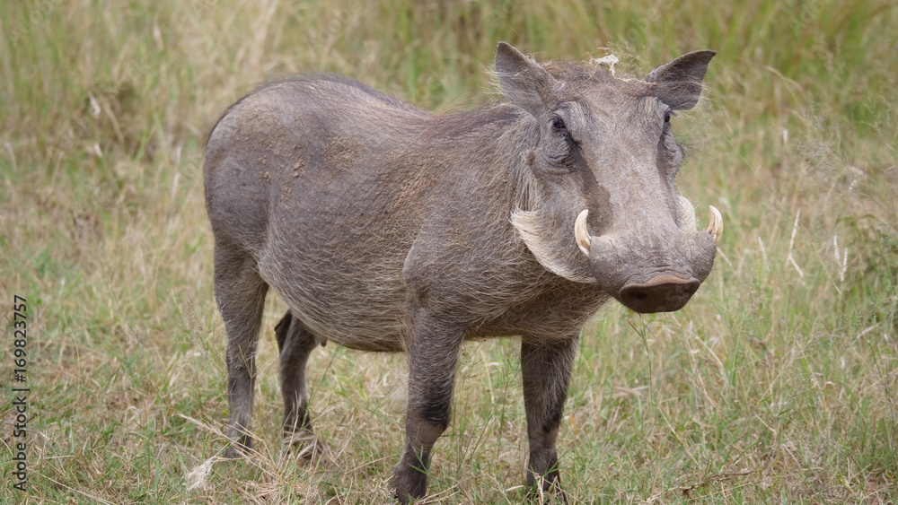 Warthog at the Pilanesberg National Park Warthog at the Pilanesberg National Park