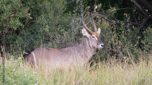 Canvas Print Waterbuck eating grass