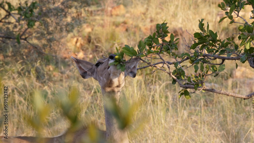 Impala eating from a bush © TravelTelly