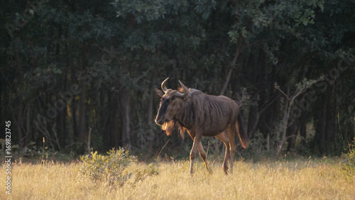 Wildebeest at the savanna