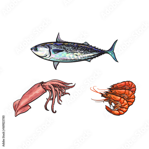 vector sketch cartoon sea crayfish lobster, squid and sea tuna fish set. Isolated illustration on a white background. Sea delicacy food concept