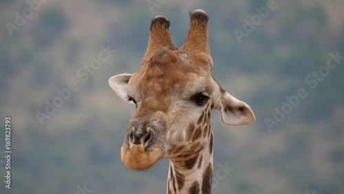 Fototapeta Naklejka Na Ścianę i Meble -  Close up from a giraffe