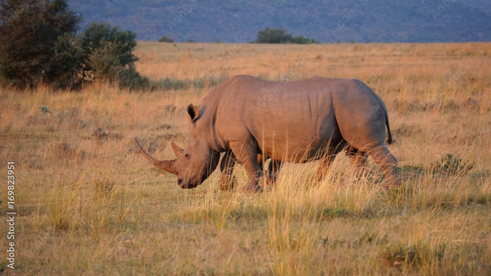 White rhino at the savanna White rhino at the savanna