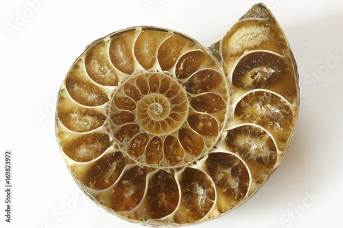 Ammonite photo