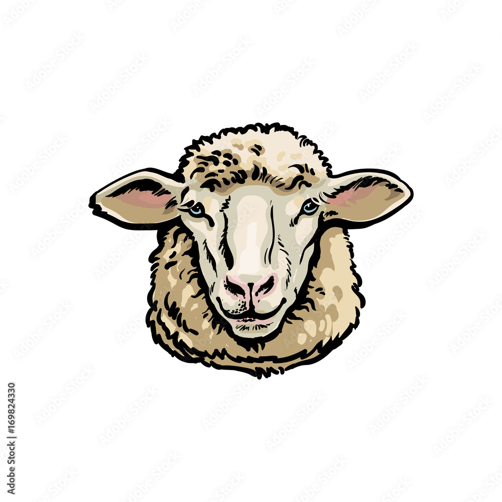 baby lamb boy in children's illustration style