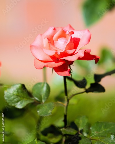 landscape nature plants flowers roses