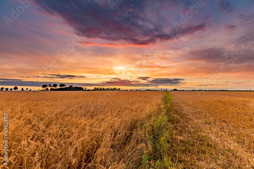 Summer sunset over wheat field