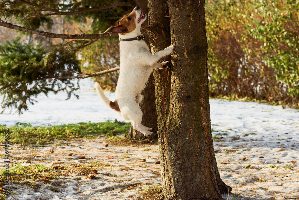 Dog jumping on tree chasing squirrel at winter park