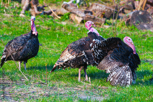 Three black turkey grazing in a green grass field pasturage on the backyard. Springtime. Concept theme: Agriculture. Nature. Climate. Ecology. Natural organic food. Farming.