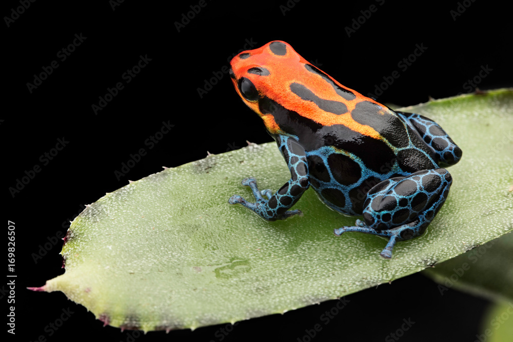 Fototapeta premium Amazonian Poison dart Frog, Ranitomeya ventrimaculata, Arena Blanca. Czerwono-niebieskie trujące zwierzę z amazońskiego lasu deszczowego w Peru. .