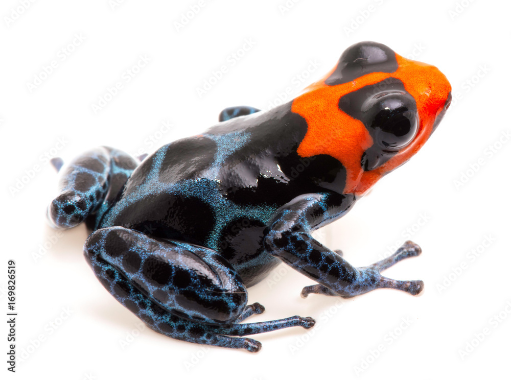 Obraz premium Ranitomeya benedicta