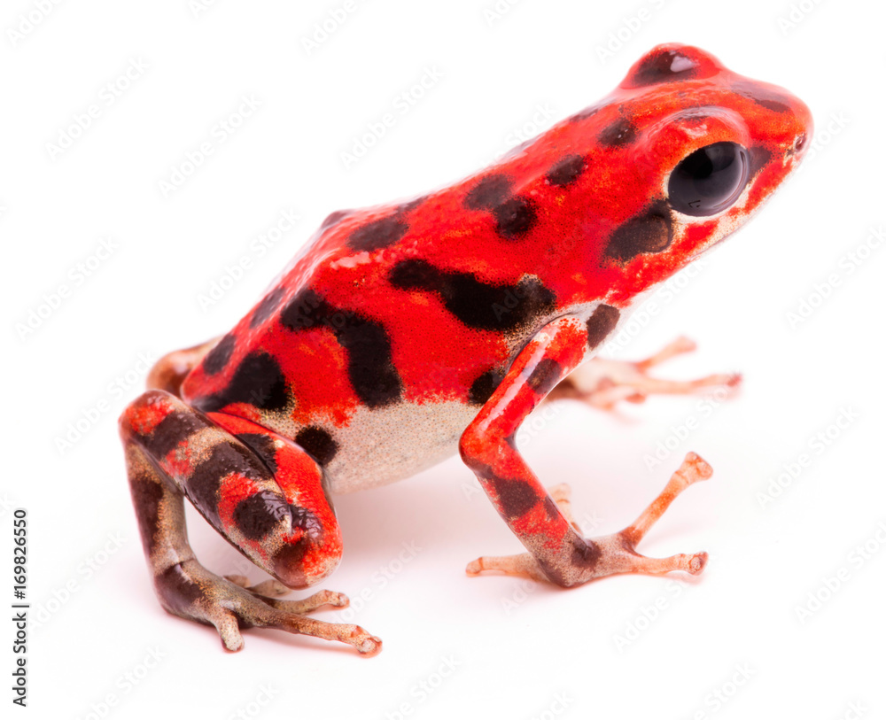 Obraz premium Red black spotted strawberry poison dart frog. Tropical poisonous rain forest animal, Oophaga pumilio isolated on a white background.