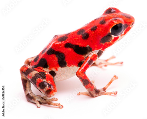 Red black spotted strawberry poison dart frog. Tropical poisonous rain forest animal, Oophaga pumilio isolated on a white background.