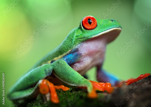 Red eyed tree frog portrait. A tropical animal from the rain forest of Panama and Costa Rica
