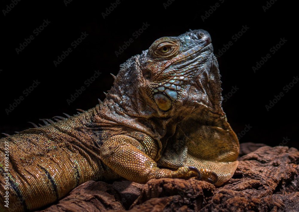 Fototapeta premium Leguan