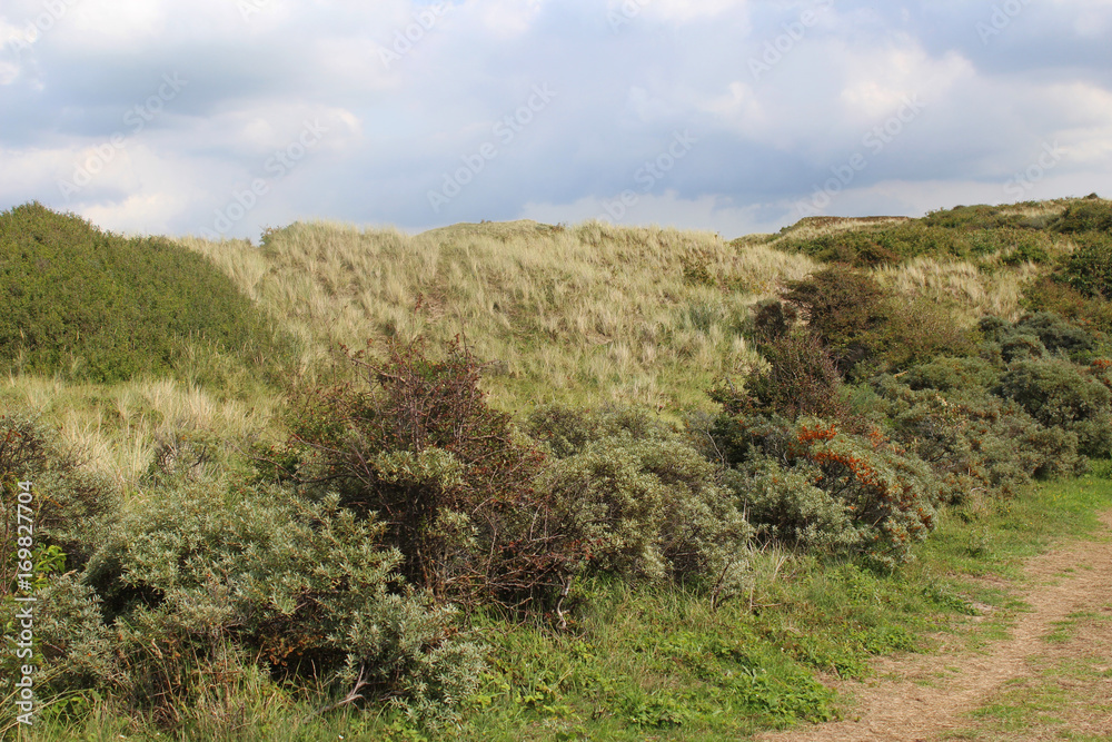 dunes landscape, Noordhollands Duinreservaat