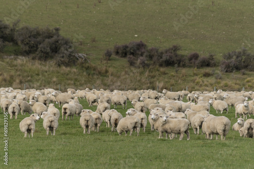 Sheep with beautiful landscape at New Zealand